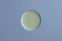 Oursin - Ovule (ovocyte) isolé x100